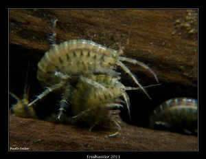Amphipods in a lake near by. by Beate Seiler 